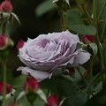 写真: 近所の公園の薔薇「ノヴァーリス」(2)044A5155