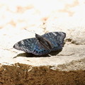 写真: 金剛山登山道脇で出会った蝶「スミナガシ」(4)044A5995