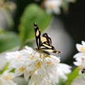 写真: 槙尾山麓で出会った蝶のように綺麗なキンモンガ(1)044A6280