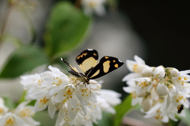 槙尾山麓で出会った蝶のように綺麗なキンモンガ(2)044A6274