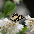 写真: 槙尾山麓で出会った蝶のように綺麗なキンモンガ(2)044A6274