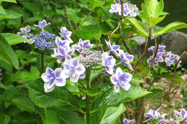 写真: 植物園の紫陽花(1)IMG_6482