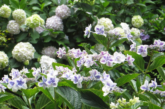 植物園の紫陽花(4)IMG_6483