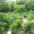 写真: 植物園の紫陽花(5)IMG_6488