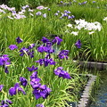 植物園の花しょうぶ(4)IMG_2461 by ふうさん