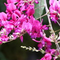 写真: 山麓で咲いていた珍しいベニクロバナキハギ(1)058A0634