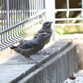 写真: お庭のイソヒヨドリ幼鳥(2)044A7360