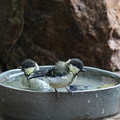 写真: 始めて水浴びするシジュウカラ幼鳥(6)044A8185