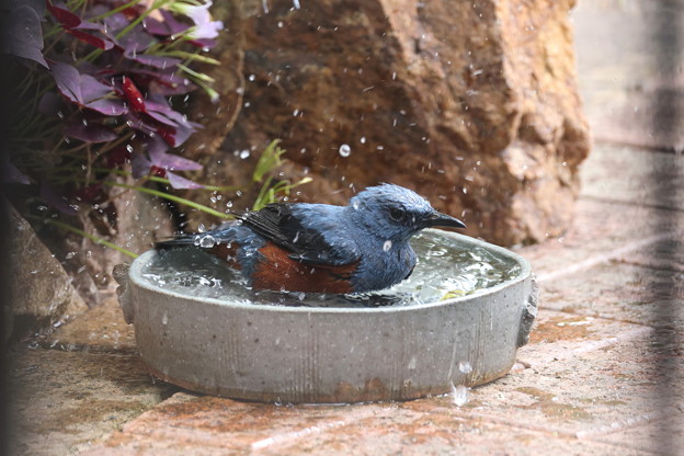 お庭で水浴びするイソヒヨドリ♂(2)019A0156