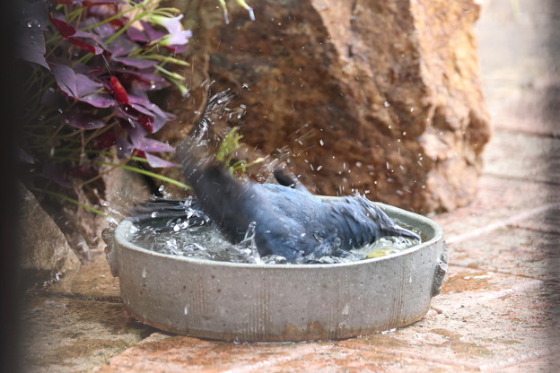 お庭で水浴びするイソヒヨドリ♂(3)019A0159