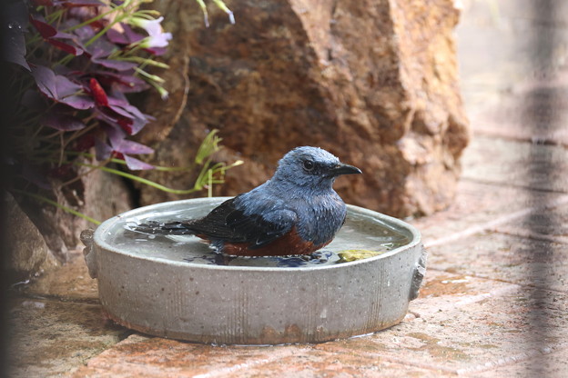 お庭で水浴びするイソヒヨドリ♂(5)019A0160