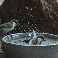 シジュウカラ若鳥水浴び(2)044A8138