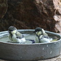 写真: シジュウカラ若鳥水浴び(3)044A8169