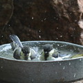 写真: シジュウカラ若鳥水浴び(4)044A8178