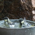 シジュウカラ若鳥水浴び(1)044A8172