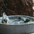 写真: シジュウカラ若鳥水浴び(2)044A8161