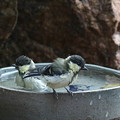 シジュウカラ若鳥水浴び(4)044A8185