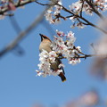 写真: 桜キレンジャク(3)044A3025 by ふうさん