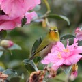 Photos: 庭の山茶花に来るメジロ