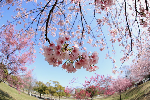 写真: 早咲きの桜たち