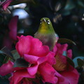 写真: 山茶花にメジロ