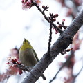 写真: 寒桜にメジロ