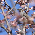 写真: 寒桜とヒヨドリ