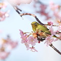 写真: 河津桜とメジロ（１）