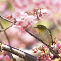 写真: 河津桜とメジロ（２）