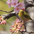 写真: 河津桜とメジロ（５）