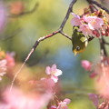 河津桜とメジロ（７）