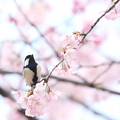 写真: シジュウカラと桜