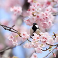 写真: 桜とシジュウカラ