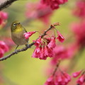 写真: 寒緋桜とメジロ