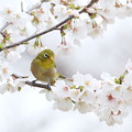 写真: 桜とメジロ