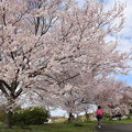 写真: 桜の下で