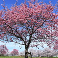 写真: 青空と桜
