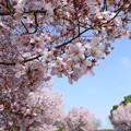 写真: 桜の中を走る