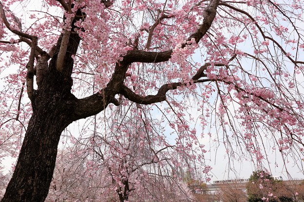 写真: 枝垂れ桜満開