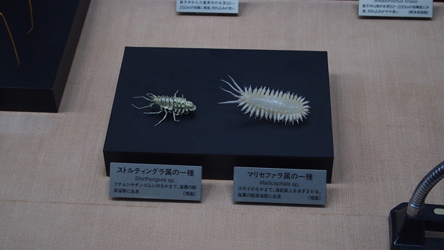 写真: 千葉県立中央博物館 (8)