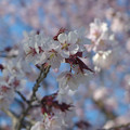 写真: 桜その14