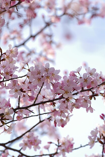 桜その14