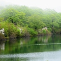須川湖～靄とコブシ