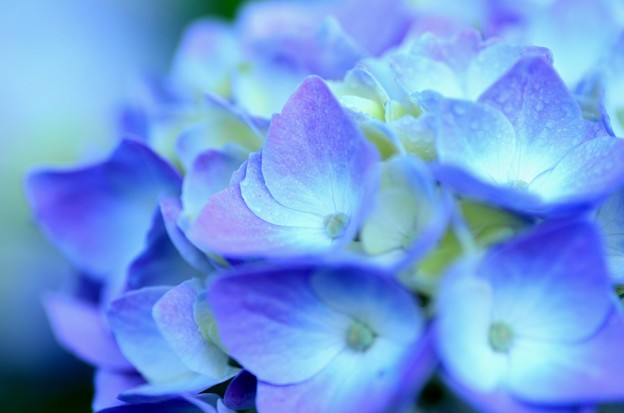 写真: 紫陽花〜青