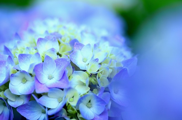 写真: 紫陽花〜咲き始め