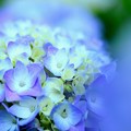 紫陽花〜咲き始め