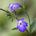 写真: しあわせの青い花