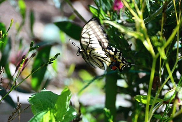 写真: アゲハ蝶〜飛ぶ