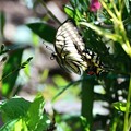 Photos: アゲハ蝶～飛ぶ