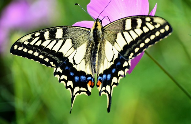 Photos: 綺麗なアゲハ蝶